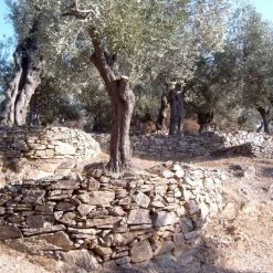 Jordan Olivenöl Jordan Oliven, Fruchtig Und Fein -Zassenhaus shop Olivenhain 1 l 1