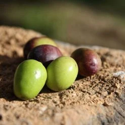 Jordan Olivenöl Jordan Oliven, Fruchtig Und Fein -Zassenhaus shop oliven closeup2 jordan olivenoel 1